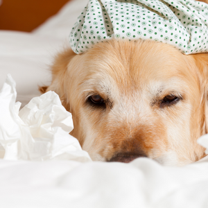 can dogs get colds like humans