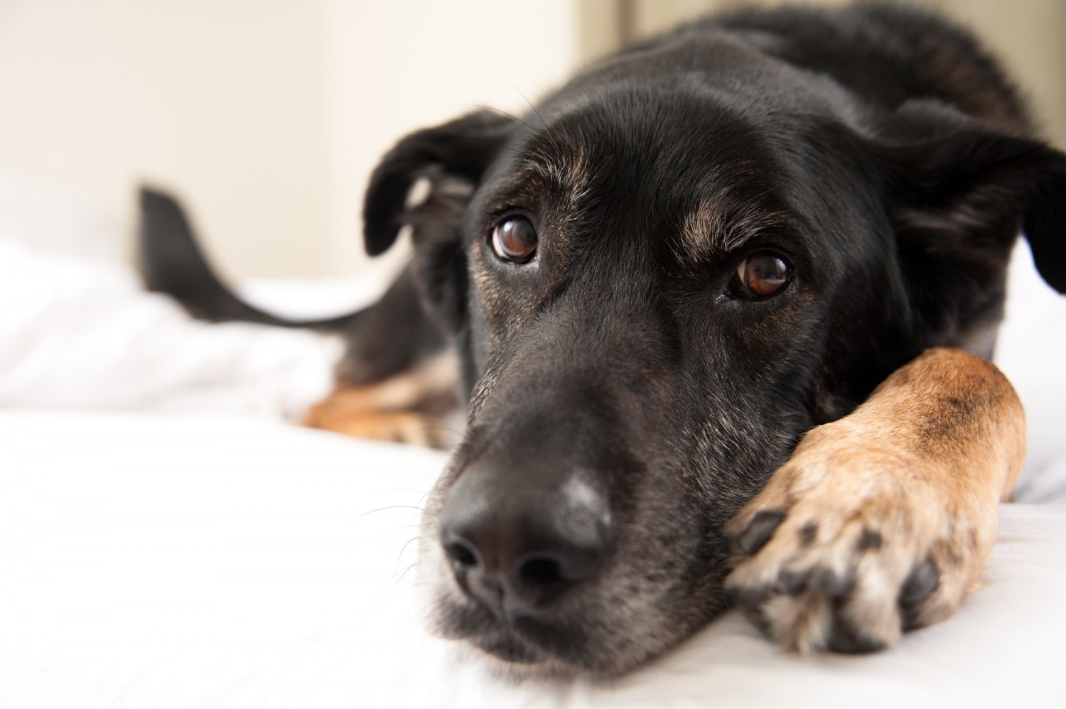 Dog Laying Down