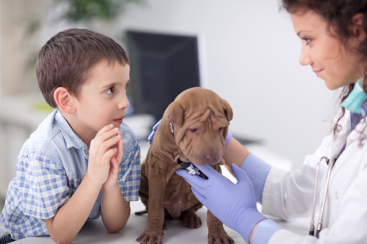 Dog Getting Exam